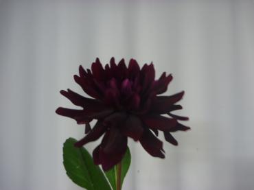 p1100037